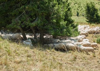 Sheep grazing on the steep