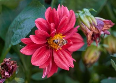 red dahlia in the garden