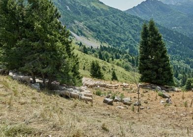 Sheep grazing on the steep