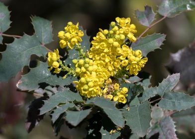 yellow mahonia flower