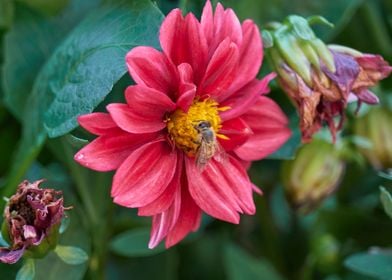 red dahlia in the garden