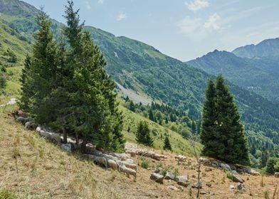 Sheep grazing on the steep