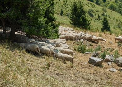 Sheep grazing on the steep