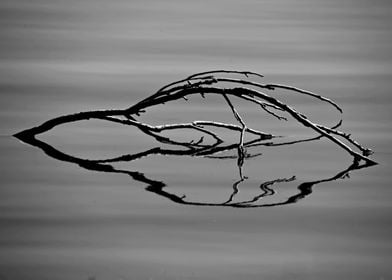 Curved branch in water