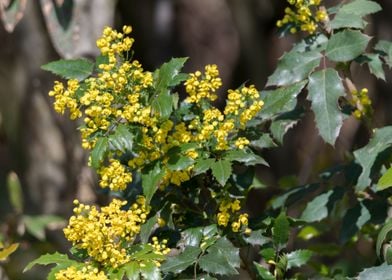 yellow mahonia flower