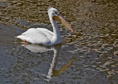 Pelican in the water