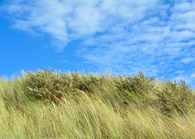 Beach grass and sky