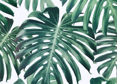 monstera