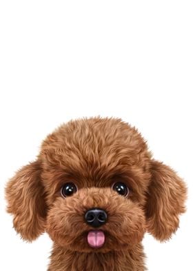 Cute Poodle Dog