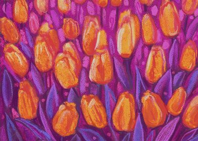 Tulips Field Orange Purple