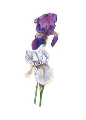 Iris Floral Watercolor