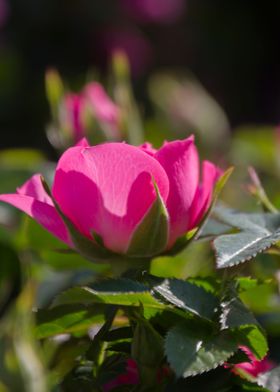 roses in the garden