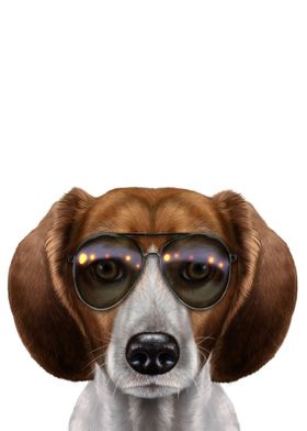 Beagle in Aviator Sunglass