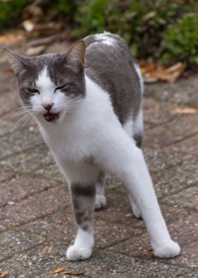 cute cat in the garden