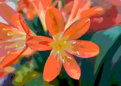 clivia in the garden