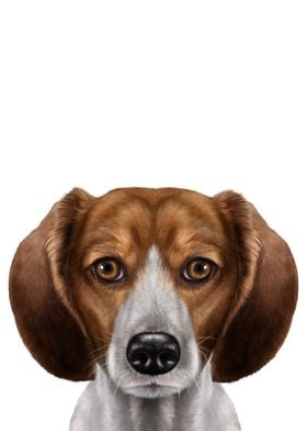 Beagle Dog