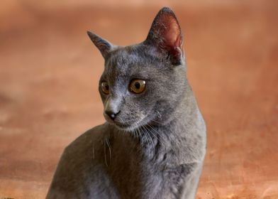 cute cat in the garden