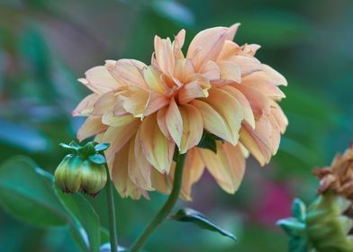 dahlia in the garden