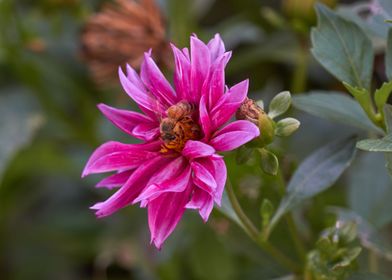 dahlia in the garden