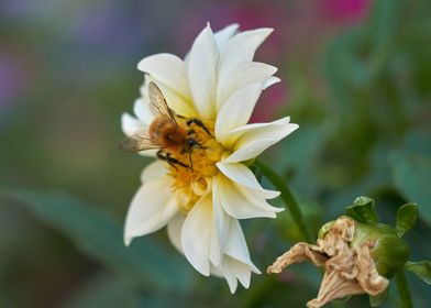 dahlia in the garden