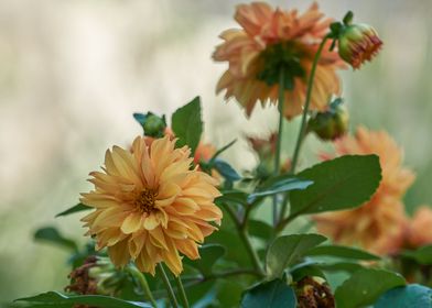 dahlia in the garden