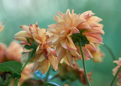 dahlia in the garden