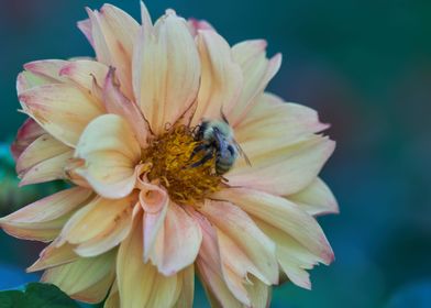 dahlia in the garden