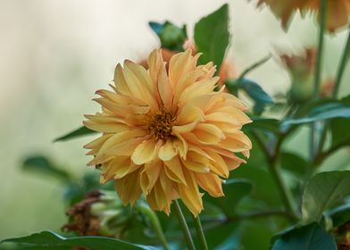 dahlia in the garden