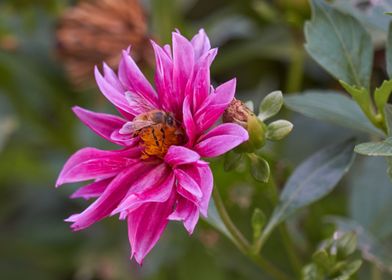 dahlia in the garden