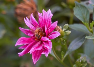 dahlia in the garden