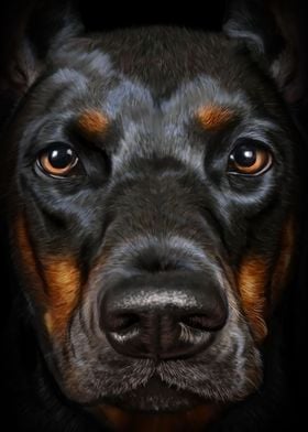 Doberman Dog