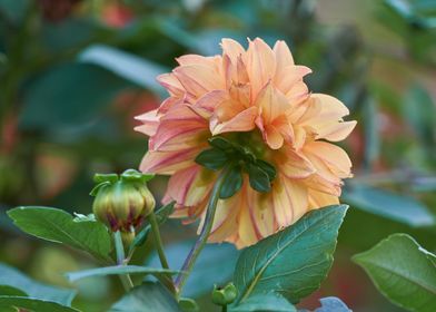 dahlia in the garden