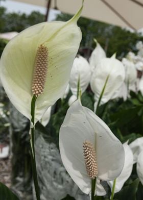 white lily