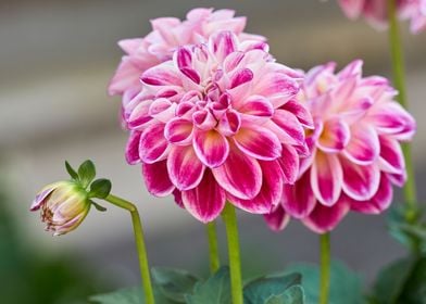 dahlia in the garden