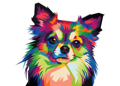 colorful chihuahua dog