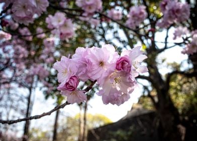 Sakura tree  Kikuzakura 