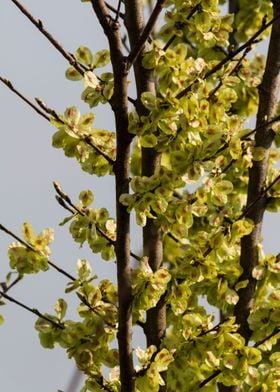 tree in spring