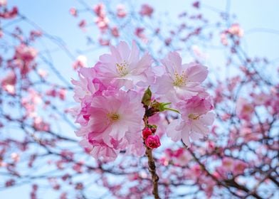 Sakura flowers 