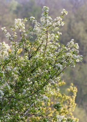 tree in spring