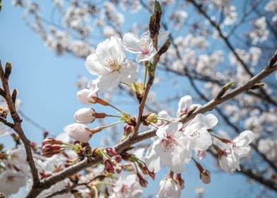 Sakura flower in Tokyo 