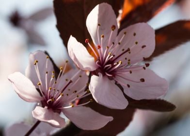 peach blossom in spring