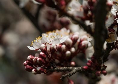 peach blossom in spring