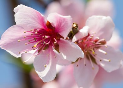 peach blossom in spring