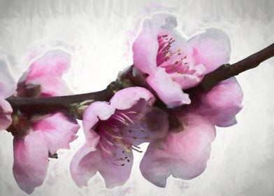 peach blossom in spring