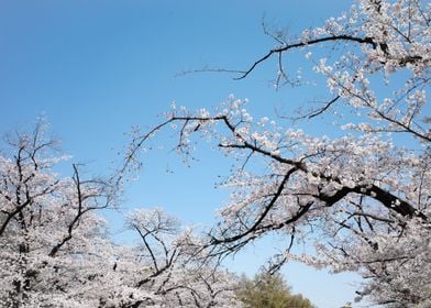 SAKURA  in Tokyo