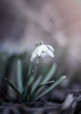 White Flowers-preview-3