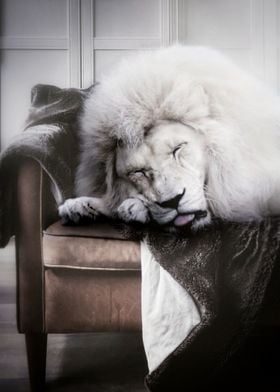 White Lion sleep on sofa