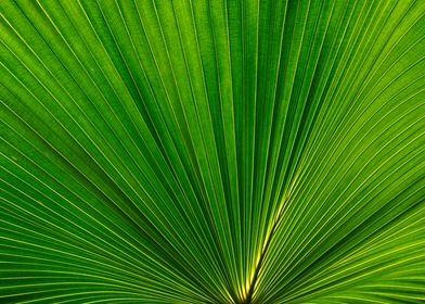 Fan Palm Leaf 02