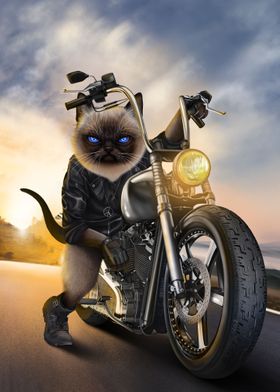 Siamese Cat on Motorcycle