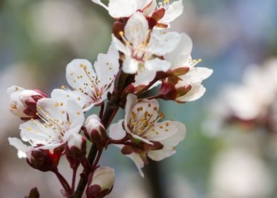 peach blossom in spring